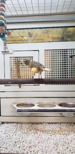 Pet Supply Store «PetSmart», reviews and photos, 466 S Watson Rd, Buckeye, AZ 85326, USA