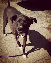 TLC Sitters - Photo 6 - Car repair in , Bellevue