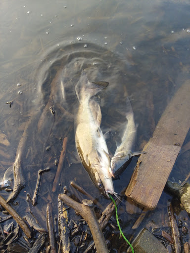 Park «Lou Berliner Park», reviews and photos, 1300 Deckenbach Rd, Columbus, OH 43223, USA