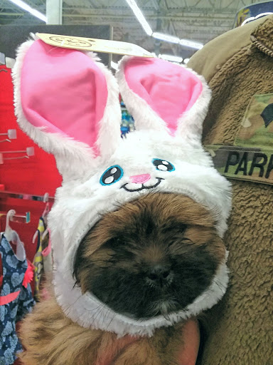 Pet Supply Store «Petco Animal Supplies», reviews and photos, 308 E Meighan Blvd, Gadsden, AL 35903, USA