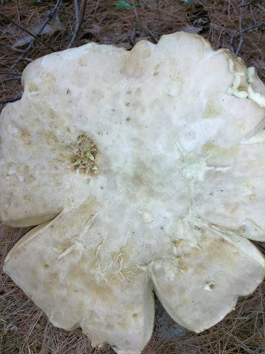 Dog Park «Andover dog park», reviews and photos, 288 High Plain Rd, Andover, MA 01810, USA