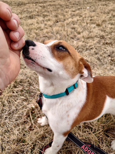 Pet Supply Store «PetSmart», reviews and photos, 104 Dettro Dr, Mattoon, IL 61938, USA