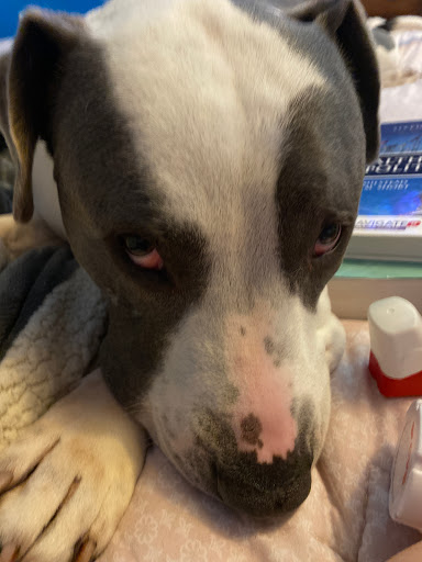 Pet Supply Store «PetSmart», reviews and photos, 310 N White Horse Pike, Lawnside, NJ 08045, USA