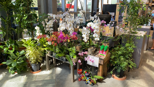 Earthly Orchids | Retail & Wholesale Orchids