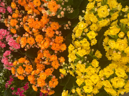 Plant Nursery «Goldner Walsh Garden and Home», reviews and photos, 559 Orchard Lake Rd, Pontiac, MI 48341, USA