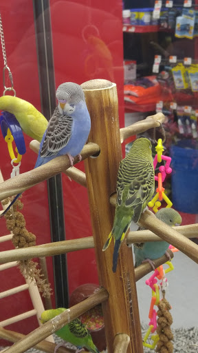 Pet Supply Store «Petco Animal Supplies», reviews and photos, 75 Highland Ave #6, Seekonk, MA 02771, USA