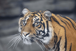 Tiger Enclosure - Twycross Zoo image