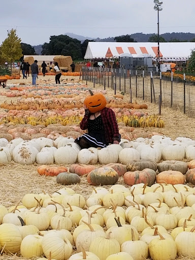 Pumpkin Patch «Spina Farms», reviews and photos, Santa Teresa Blvd, Morgan Hill, CA 95037, USA