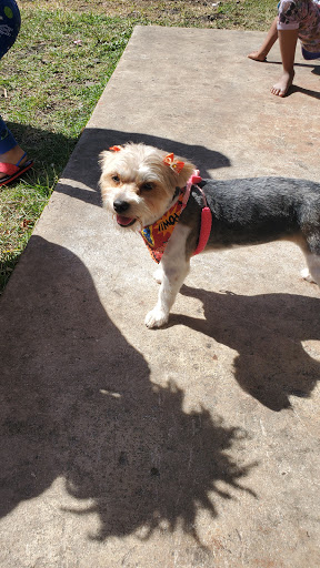 Pet Groomer «Puppies & Grooming», reviews and photos, 28858 S Dixie Hwy, Homestead, FL 33033, USA