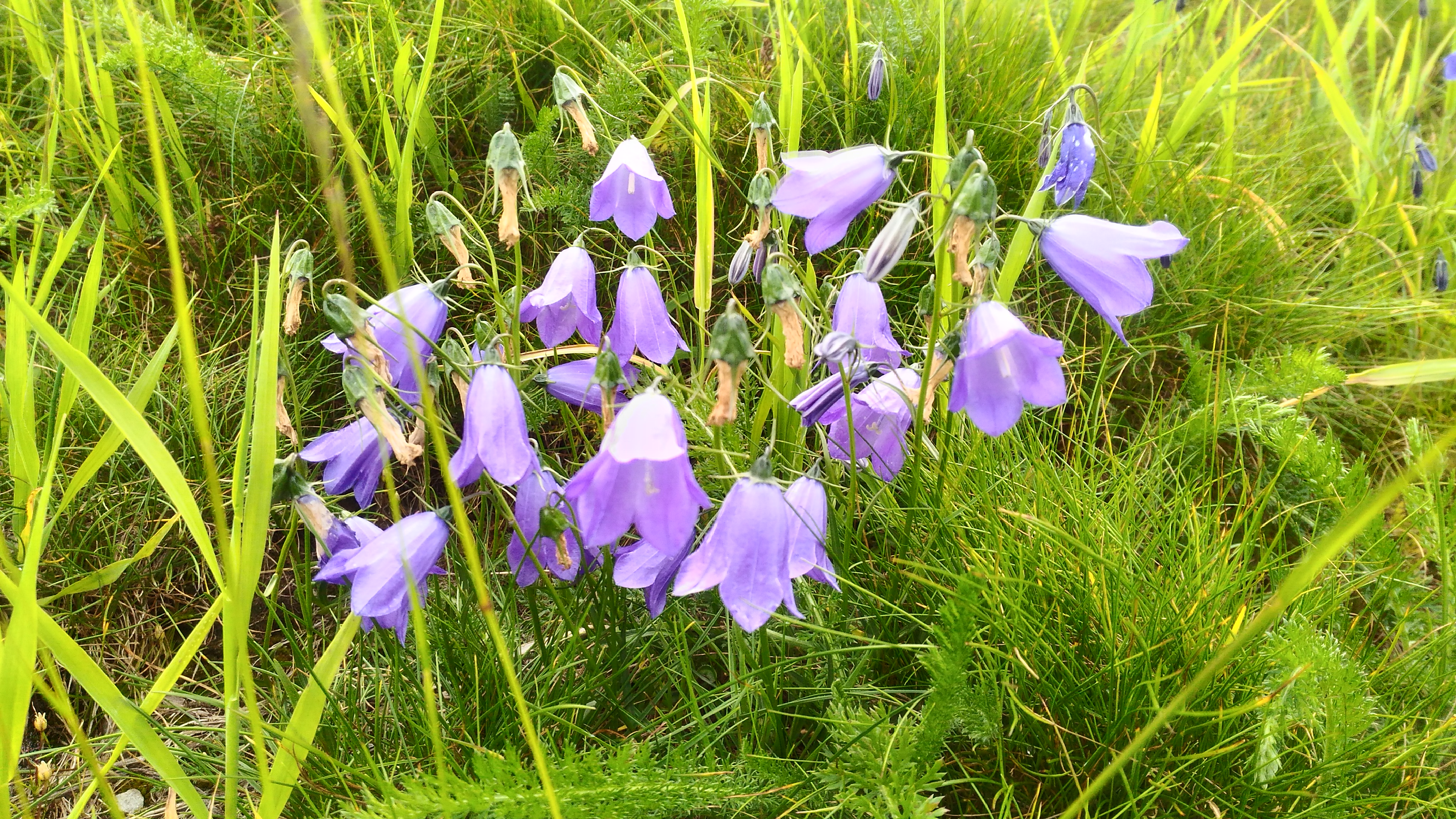 Photo n° 43 de l'avis de CHRIST. fait le 25/07/2018 à 18:05