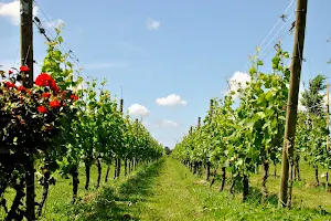 Zwirs wijngaard image