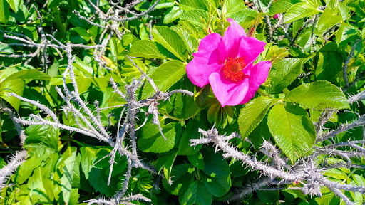 Golf Club «Sebonack Golf Club», reviews and photos, 405 Sebonac Rd, Southampton, NY 11968, USA