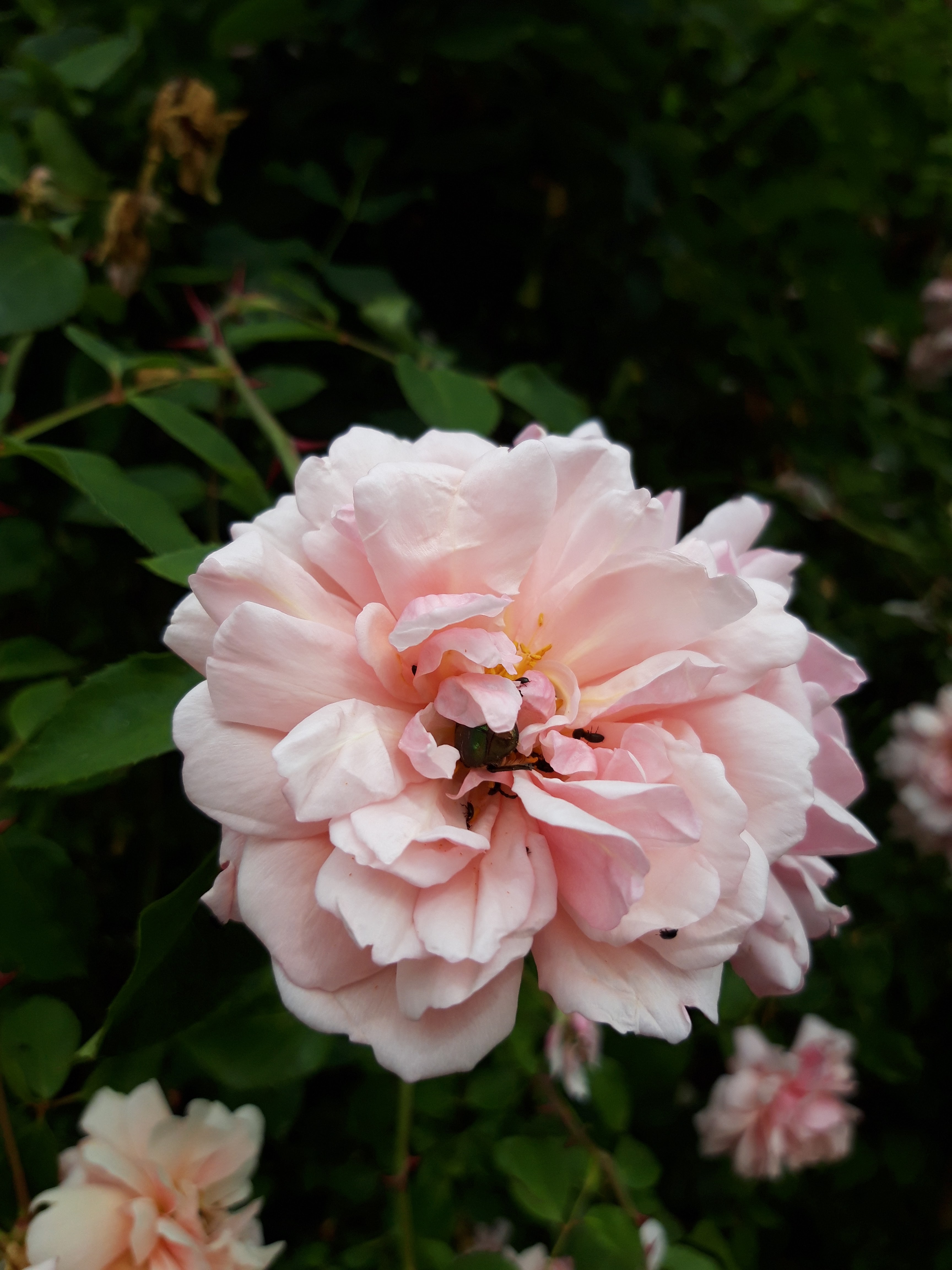 Photo n° 8 de l'avis de Catherine.a fait le 17/06/2020 à 18:11