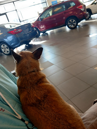 Subaru Dealer «Steve Moyer Subaru», reviews and photos, 201 S Centre Ave, Leesport, PA 19533, USA