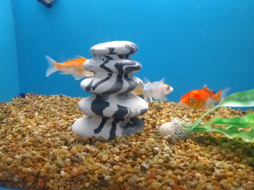 Pet Supply Store «PetSmart», reviews and photos, 5812 Youngstown Warren Rd, Niles, OH 44446, USA