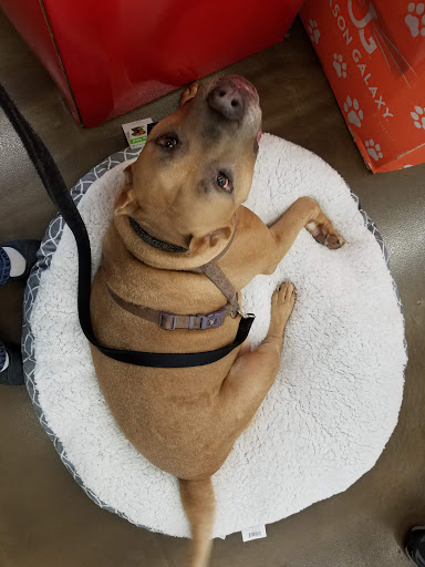 Pet Supply Store «Pet Supplies Plus», reviews and photos, 9500 Dorchester Rd #350, Summerville, SC 29485, USA