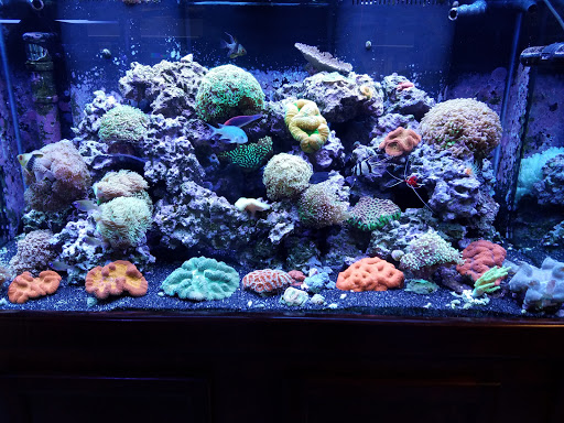 Pet Store «The Aquarium & Fish Store», reviews and photos, 710 W Lumsden Rd, Brandon, FL 33511, USA