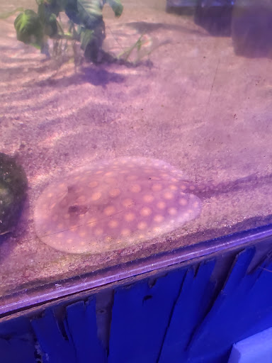 Tropical Fish Store «Tropi-Quatics Pet Center», reviews and photos, 337 S Main St, Lombard, IL 60148, USA