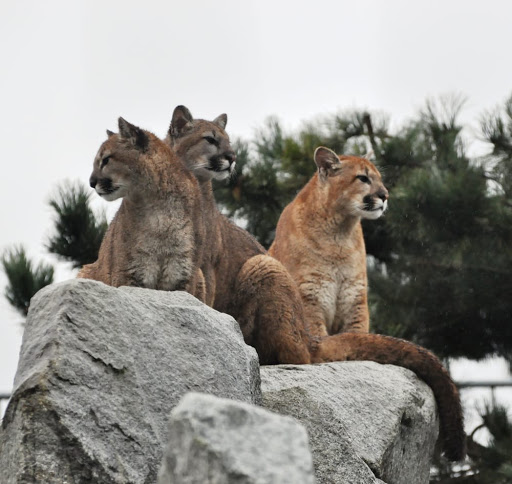 Zoo «Cougar Mountain Zoo», reviews and photos, 19525 SE 54th St, Issaquah, WA 98027, USA