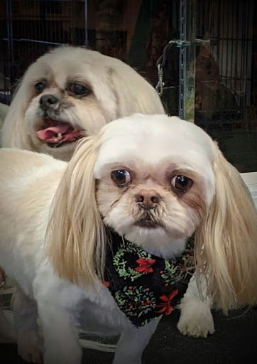 Pet Groomer «A Klassy Lassie, LLC», reviews and photos, 30 Old Jackson Rd, McDonough, GA 30252, USA