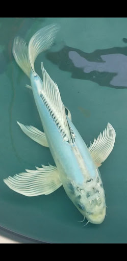 Cali Koi image