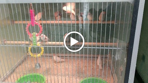 Pet Supply Store «Pet Club San Jose», reviews and photos, 5625 Snell Ave, San Jose, CA 95123, USA