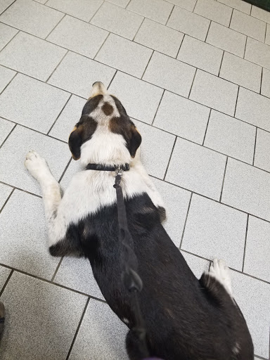 Amherst Animal Hospital image