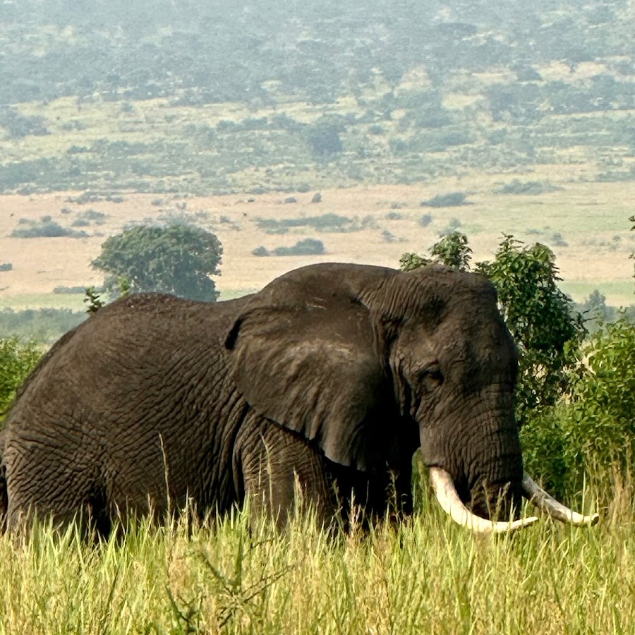 Katella Uganda Safaris