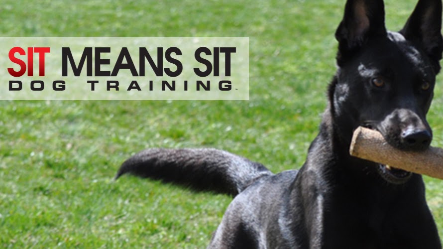 Sit Means Sit Dog Training