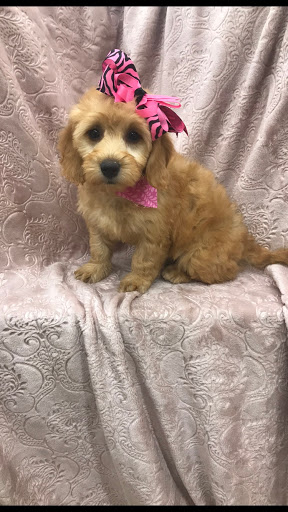 Pet Store «Happiness Is Pets Vi», reviews and photos, 616 E Roosevelt Rd, Lombard, IL 60148, USA