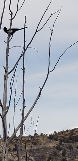 Tourist Attraction «Mount Falcon Park», reviews and photos, Castle Trail, Morrison, CO 80465, USA