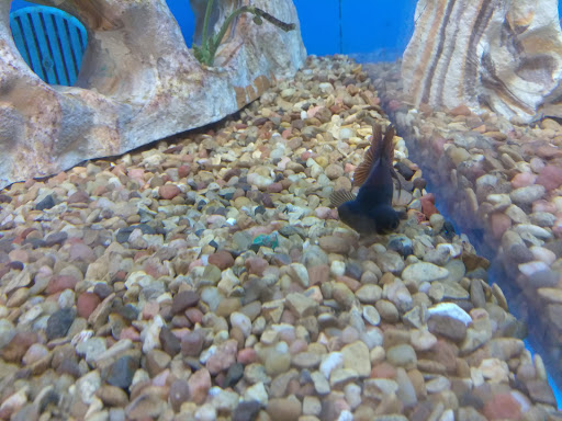 Pet Supply Store «PetSmart», reviews and photos, 2900 I-45, Conroe, TX 77303, USA