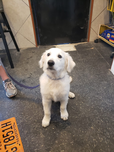 Car Repair and Maintenance «A & D Automotive Center», reviews and photos, 1127 E Twiggs St, Tampa, FL 33602, USA