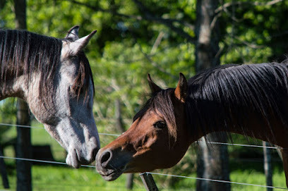 Haras La Carmencita