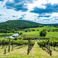 Hillsborough Vineyards & Brewery in Hillsboro, undefined - 4.50 star rating