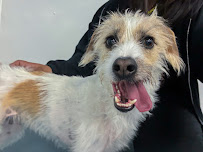 24 Hour Dog Daycare - Photo 6 - Car repair in San Diego, CA, San Diego