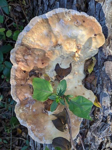 Park «Gateway Park», reviews and photos, 2500 N Jim Miller Rd, Dallas, TX 75227, USA