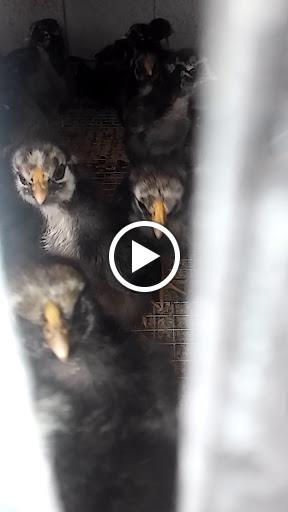 Animal Feed Store «Brevard Farm & Ranch Supply», reviews and photos, 137 Clearlake Rd, Cocoa, FL 32922, USA