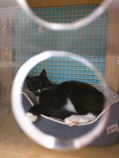 Pet Supply Store «Petco Animal Supplies», reviews and photos, 2842 NW 63rd St, Oklahoma City, OK 73116, USA