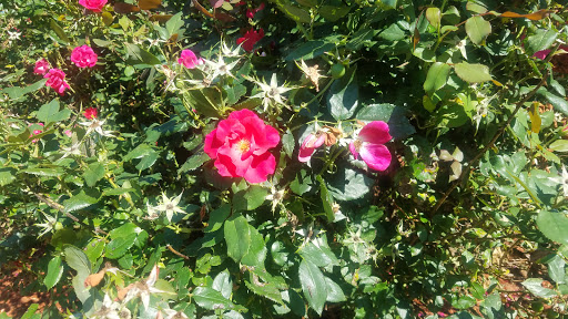 Park «Parks Lake», reviews and photos, Academy St, Rockaway, NJ 07866, USA