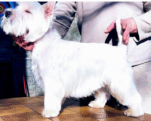 Casa del Cane Moncalieri Torino