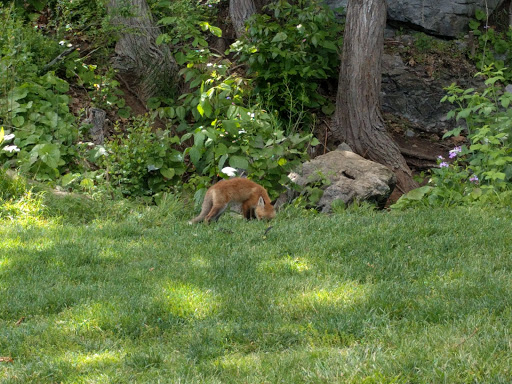 Golf Course «Caverns Country Club Resort», reviews and photos, 910 T.C. Northcott Blvd, Luray, VA 22835, USA