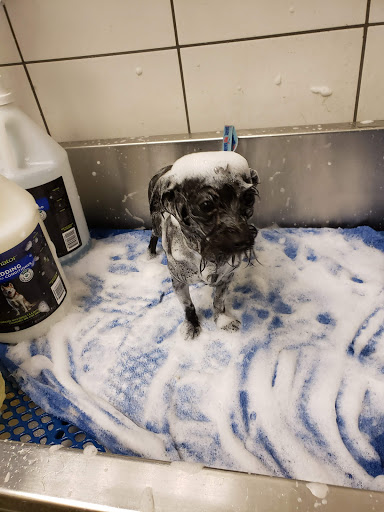 Pet Supply Store «PetSmart», reviews and photos, 849 E 23rd St, Panama City, FL 32405, USA