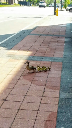 Performing Arts Theater «Geva Theatre Center», reviews and photos, 75 Woodbury Blvd, Rochester, NY 14607, USA