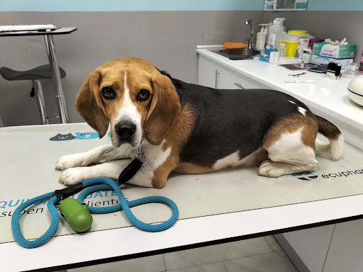 Centro Clínico Veterinario Álvaro Nava en El Berrón