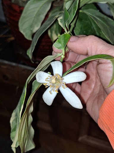 Tattoo Shop «Mountainside Tattoo & Piercing VT», reviews and photos, 55 Square, Bellows Falls, VT 05101, USA