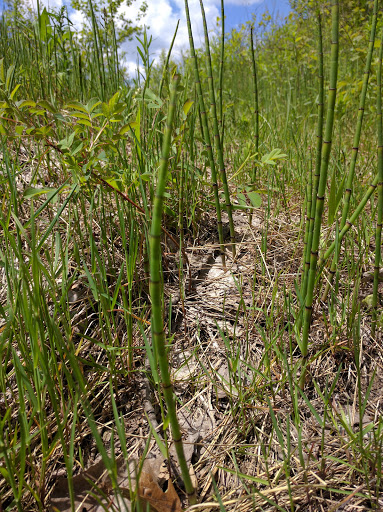 Nature Preserve «Kenosha Sand Dunes», reviews and photos, 7th Ave, Pleasant Prairie, WI 53158, USA
