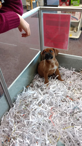 Pet Store «Animal City Pet Center», reviews and photos, 919 NW Broad St, Murfreesboro, TN 37129, USA