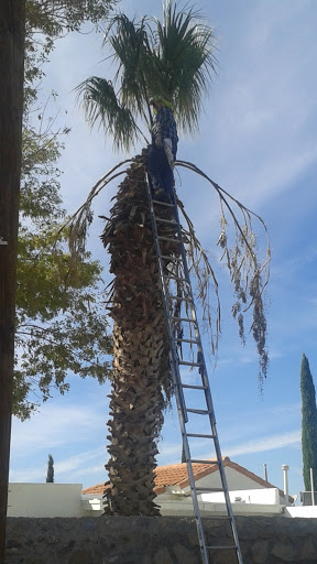 Daniell's Tree Removal And Pruning Services