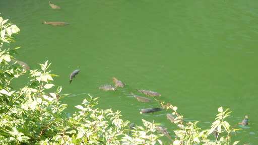 Fishing Area «Kinzua Dam», reviews and photos